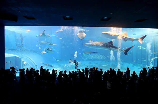 沖縄美ら海水族館