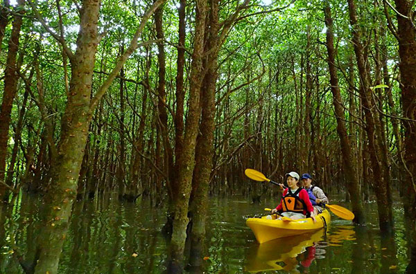 Mangrove Tour