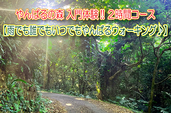 Walking in Yanbaru anytime, with anyone, even in the rain